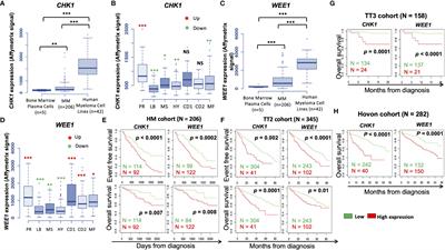 Combined inhibition of Wee1 and Chk1 as a therapeutic strategy in multiple myeloma